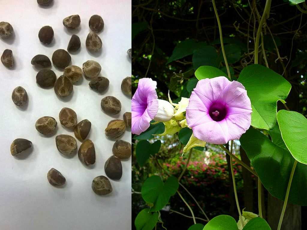Описание гавайской розы: что это за многолетнее растение вида argyreia nervosa