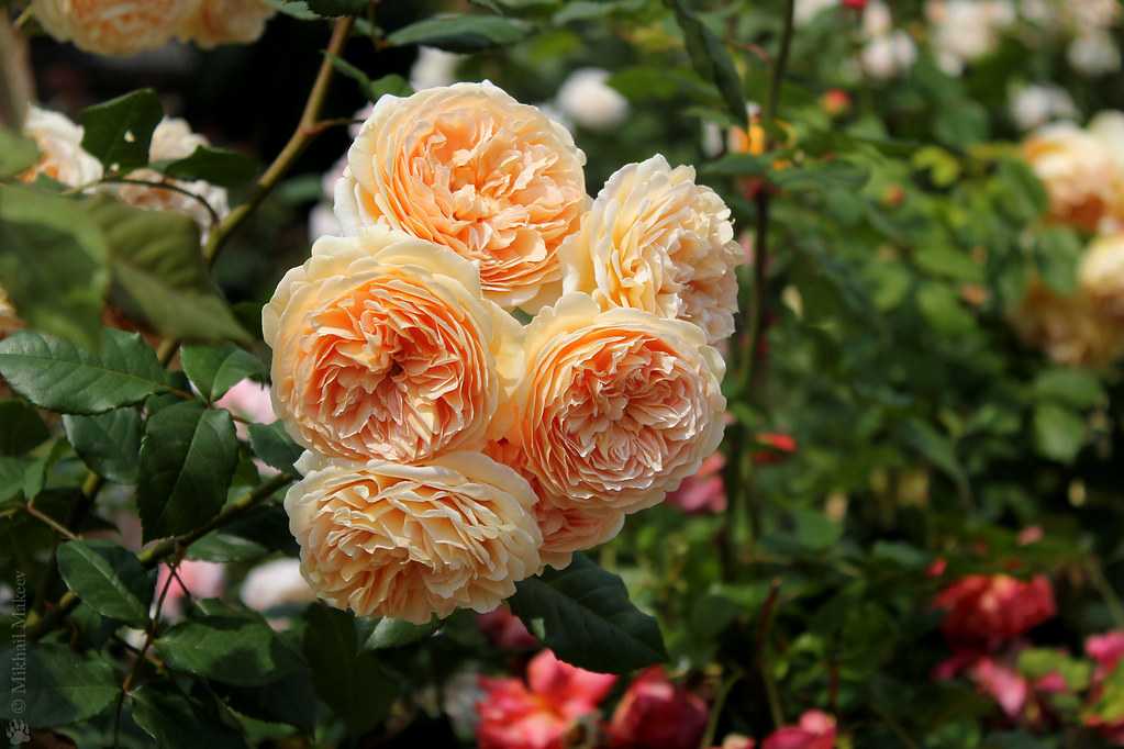 Роза краун принцесс маргарет | питомник растений