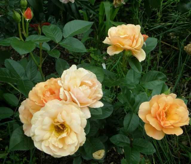 Роза флорибунда амбер квин - описание, аротехника, фото, советы | о розе