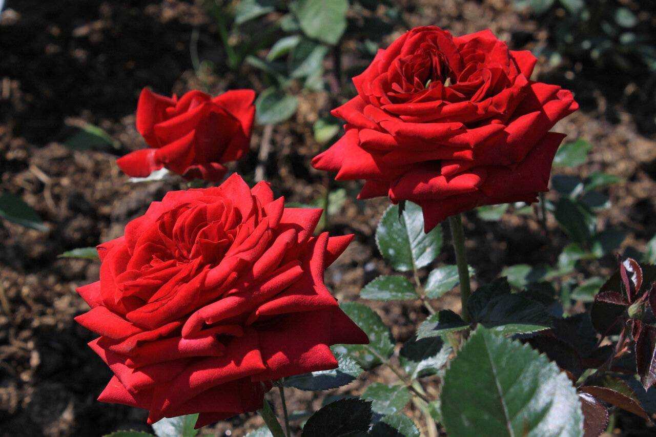 Чайно-гибридная роза ред интуишн (red intuition): отзывы и фото цветов, особенности выращивания и ухода