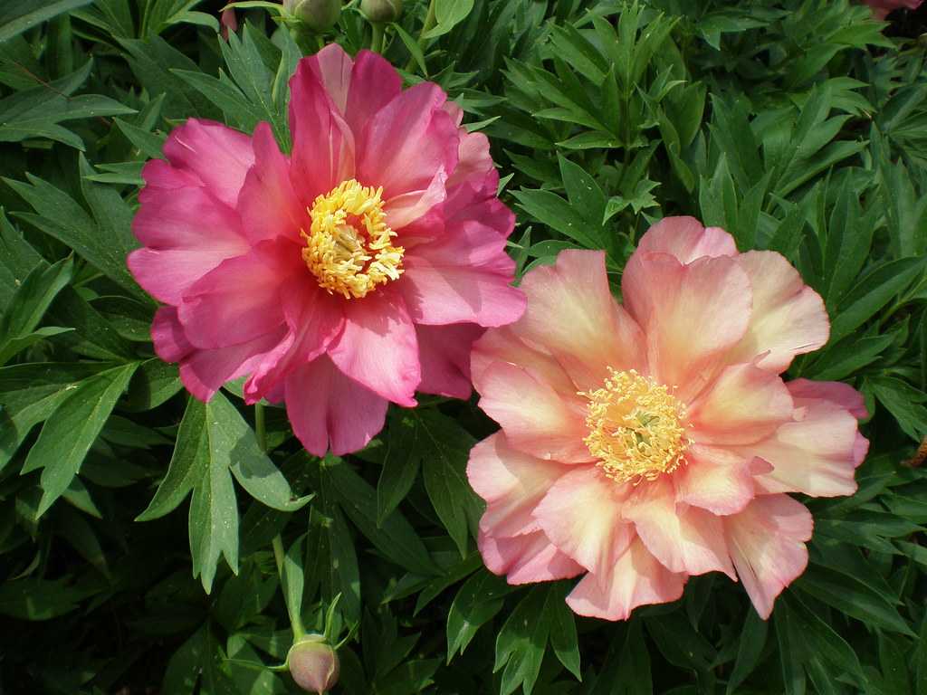 Пион ито-гибрид джулия роуз разбор 1-2 (paeonia itoh-hybrids julia rose) (корневище), 1шт.