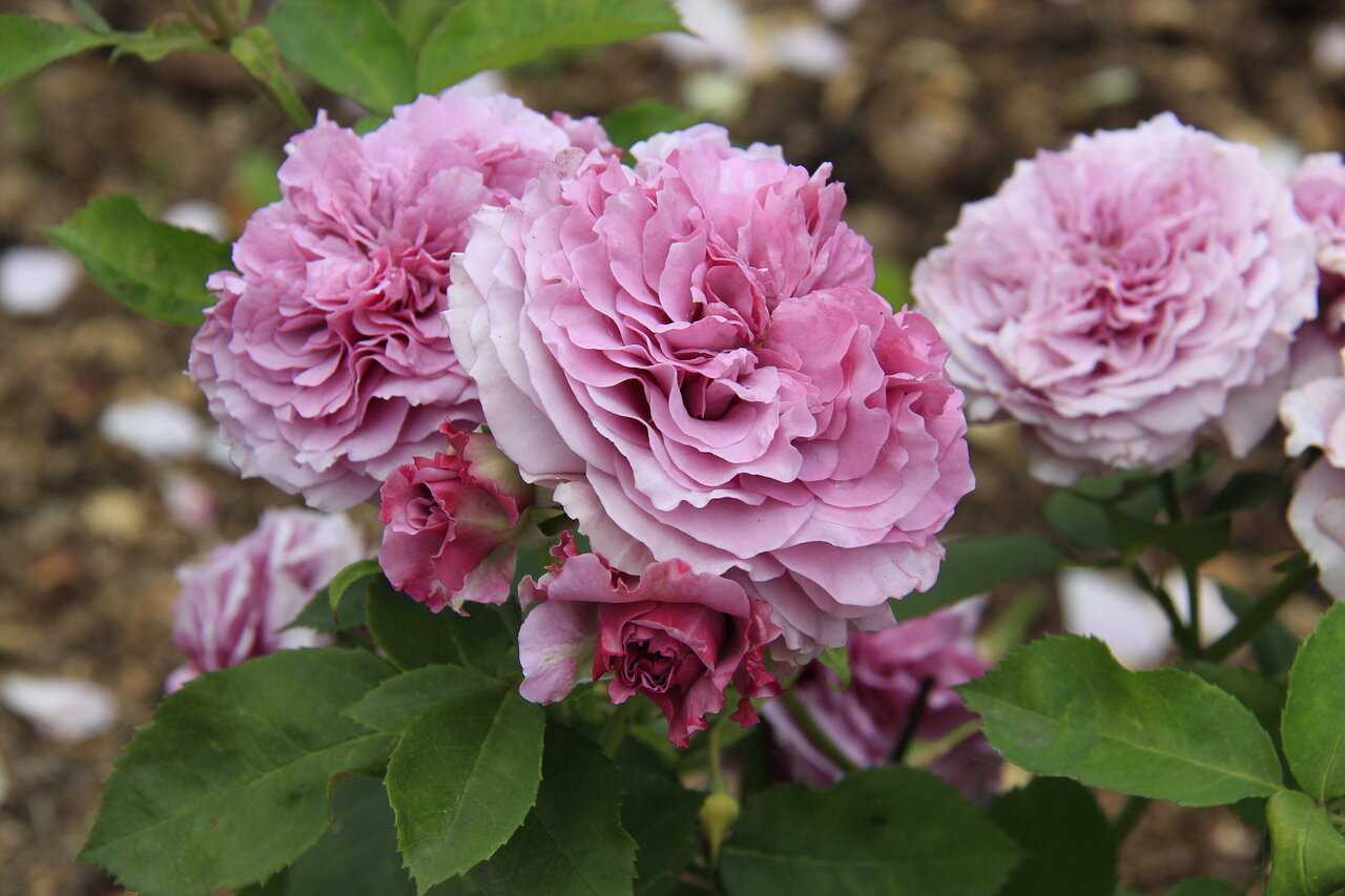 Роза Лавендер Айс Lavender Ice — характеристики садового сорта флорибунды, как выглядит, описание и отличительные особенности Как посадить пышноцветущую розу Лаванда, какие нужны условия, для выращивания этого миниатюрного цветка