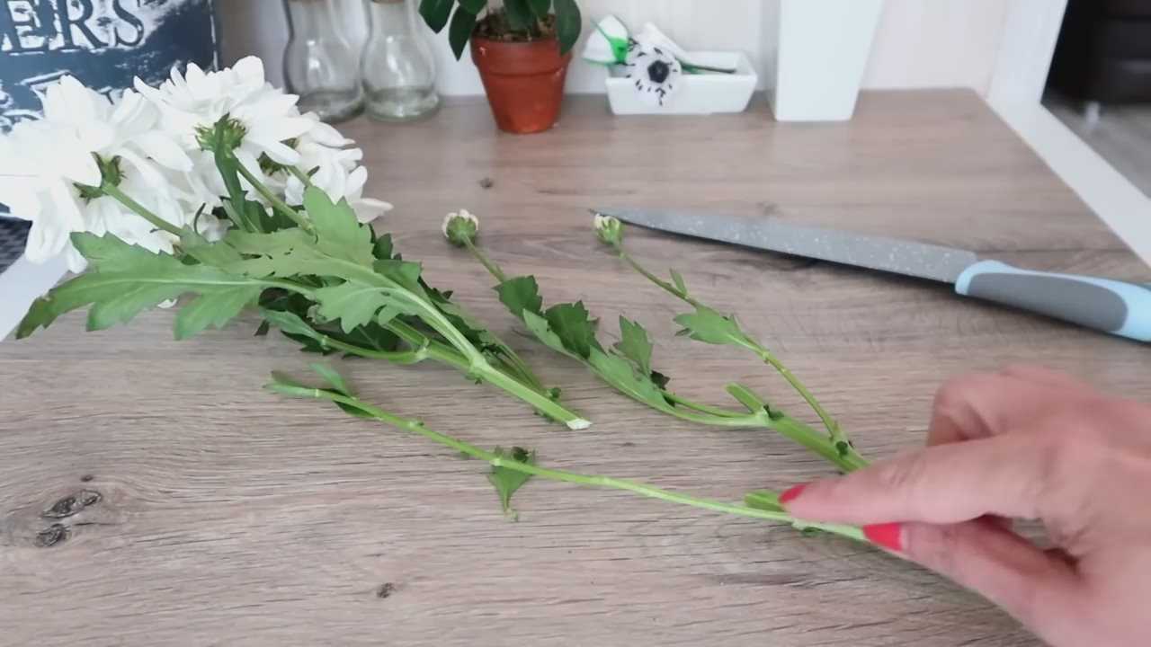 Как укоренить хризантему из букета в домашних условиях с фото и видео, пошаговое руководствокомнатные цветы и растения, уход за ними в домашних условиях