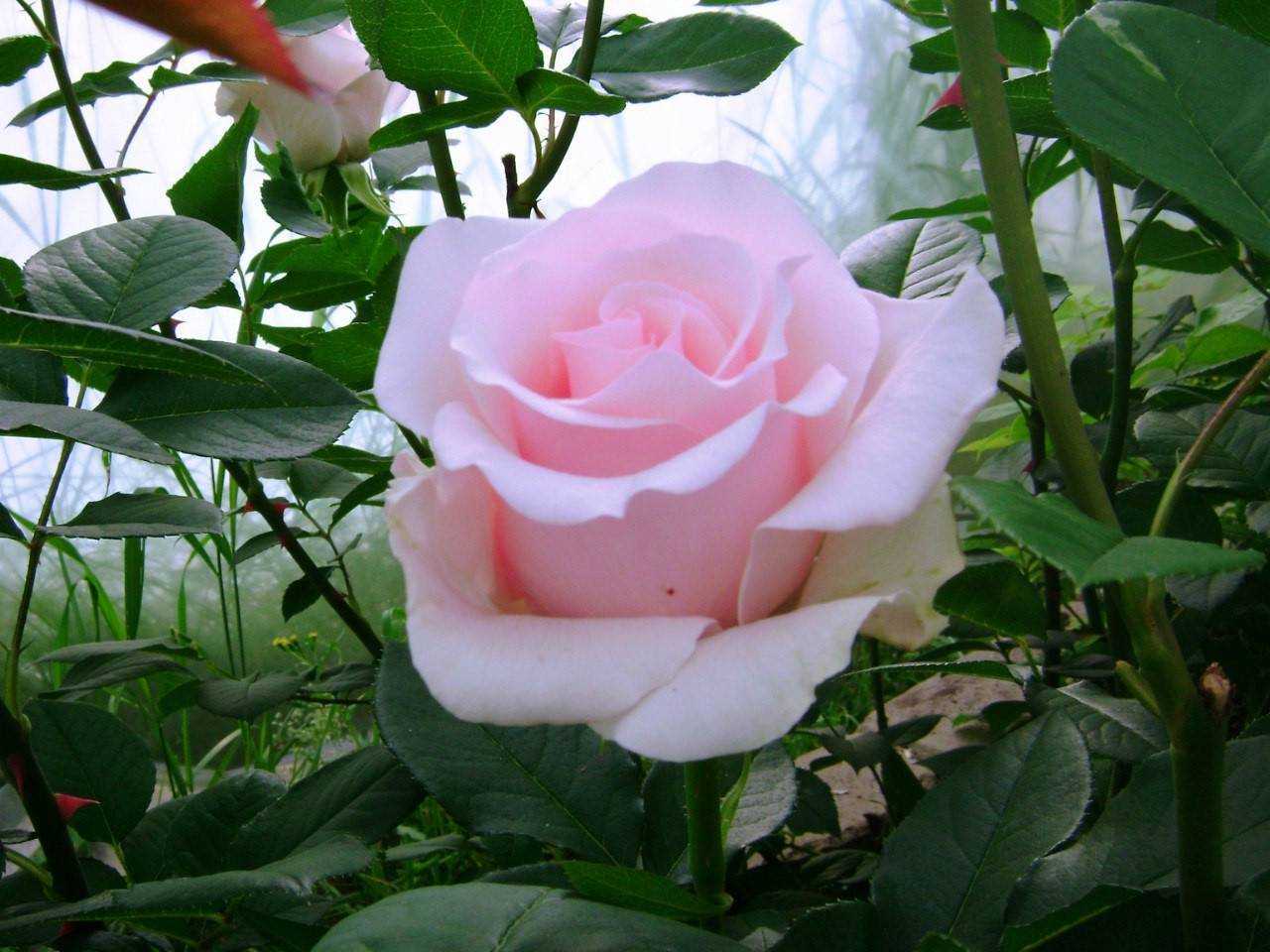 Чайно-гибридные розы. посадка и уход. обсуждение на liveinternet