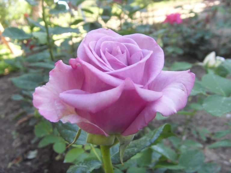 Розы чайно-гибридные: посадка и уход в открытом грунте для новичков