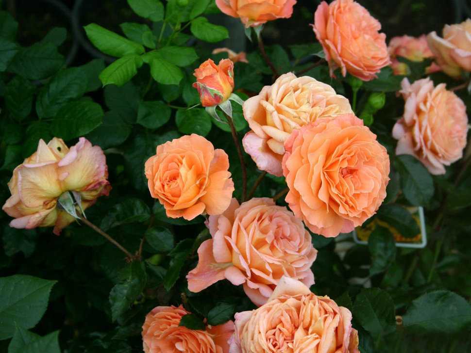 Роза Бельведер Belvedere — описание сортового растения и его характеристики, как выглядит Особенности посадки чайно-гибридной розы и ухода за ней, агротехника выращивания культуры на участке