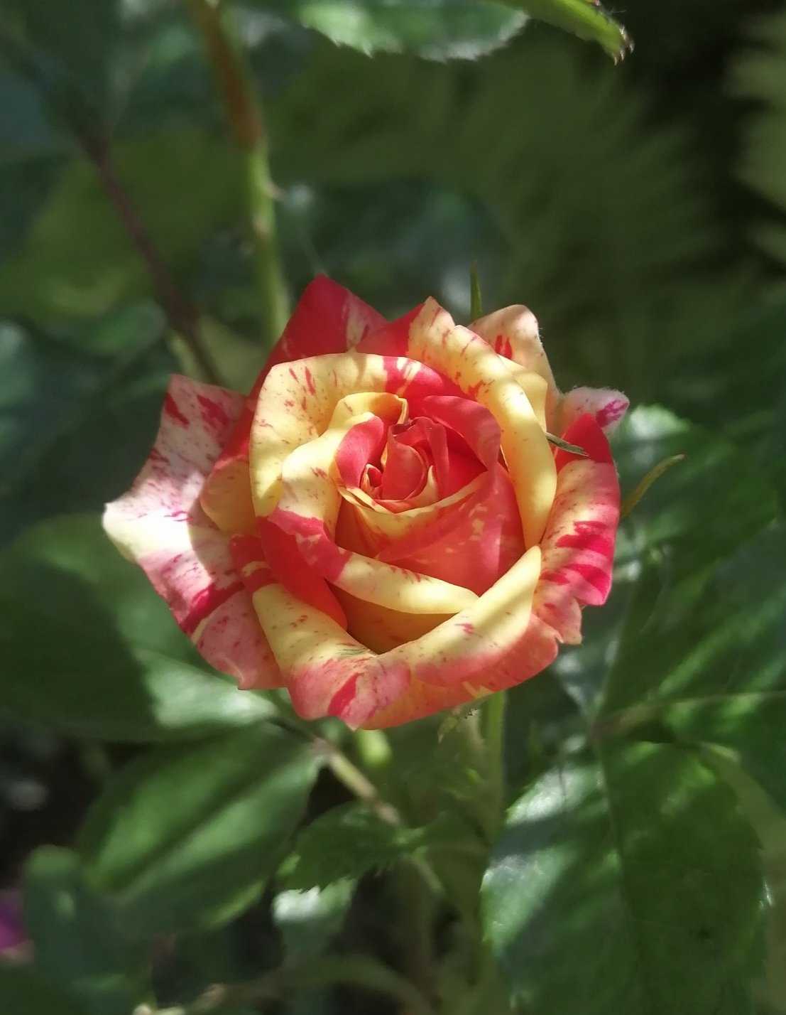 Что такое роза спрей: описание, фото, посадка и уход