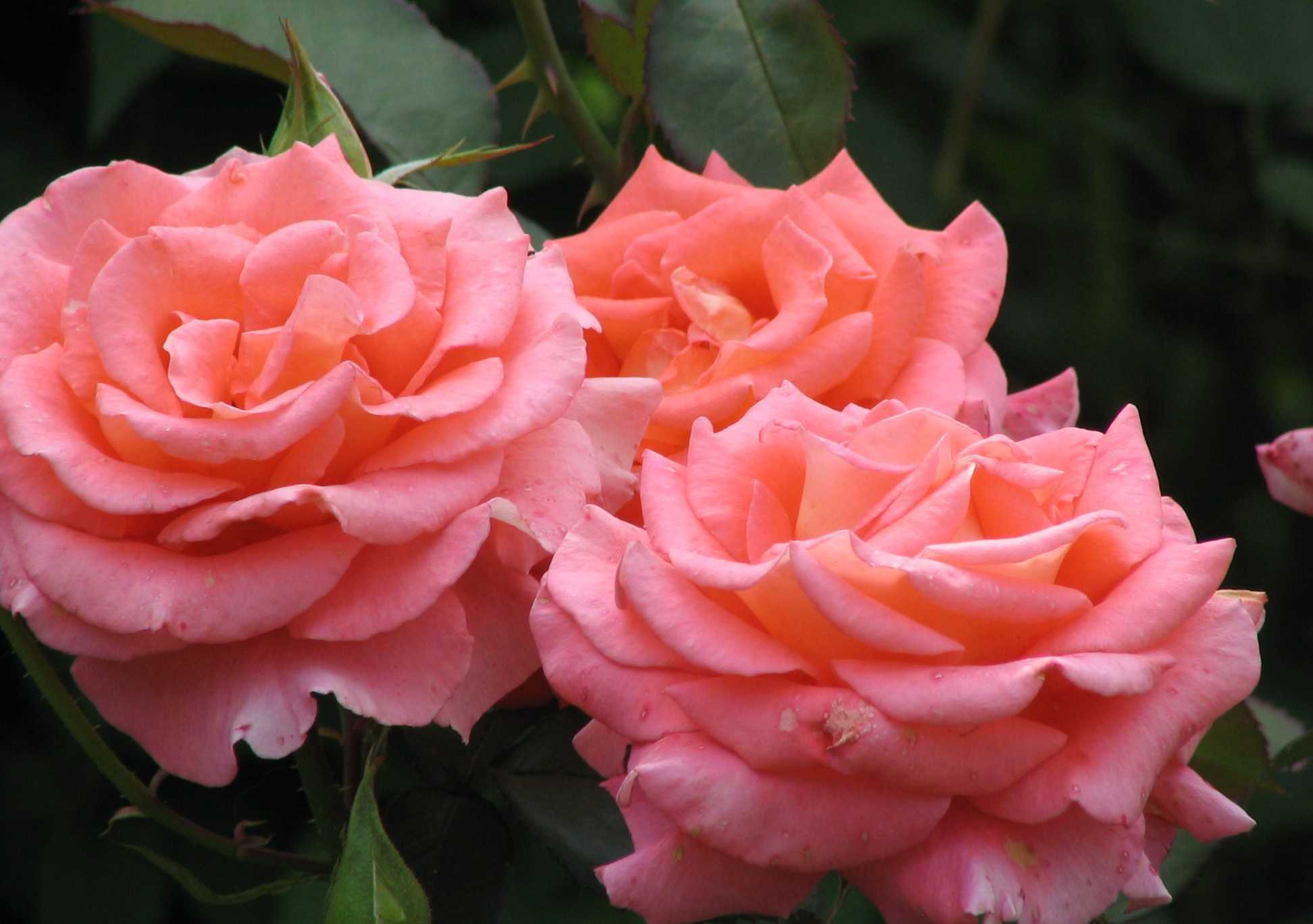 Роза Омаж а Барбара Hommage a Barbara — описание чайно-гибридного сорта флорибунды, история названия и селекции цветка, как выглядит Агротехника выращивания розы, как посадить и ухаживать, период цветения