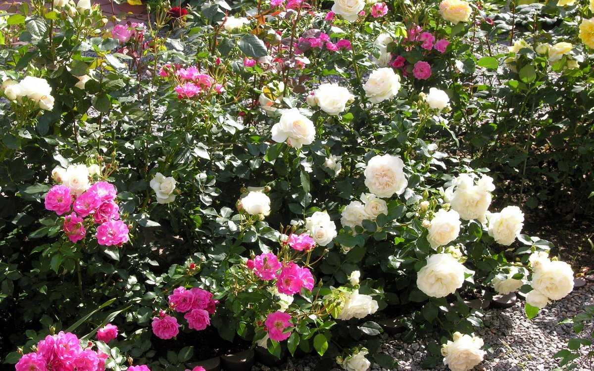 Плетистая роза «полька»: описание сорта, уход, отзывы + фото и видео