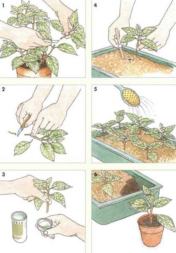 Как размножить декабрист в домашних условиях — примеры семенами, листом, черенкованием и прививкой Варианты выбора материалов, посадки и дальнейший уход за цветком