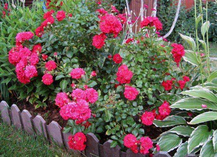 Роза хеллоу (hello) — описание шраба из серии farniente - ваш прекрасный сад