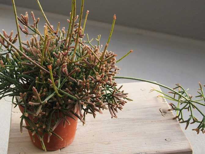 Рипсалис: выращивание в домашних условиях