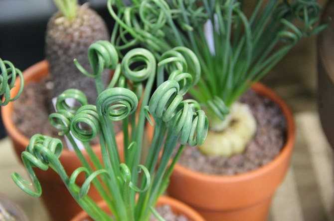 Альбука: что это такое, спиральная (albuca spiralis) и другие сорта, их фото, уход в домашних условиях, как вырастить из семян и луковиц, болезни и вредители цветка nitritesalt.ru
