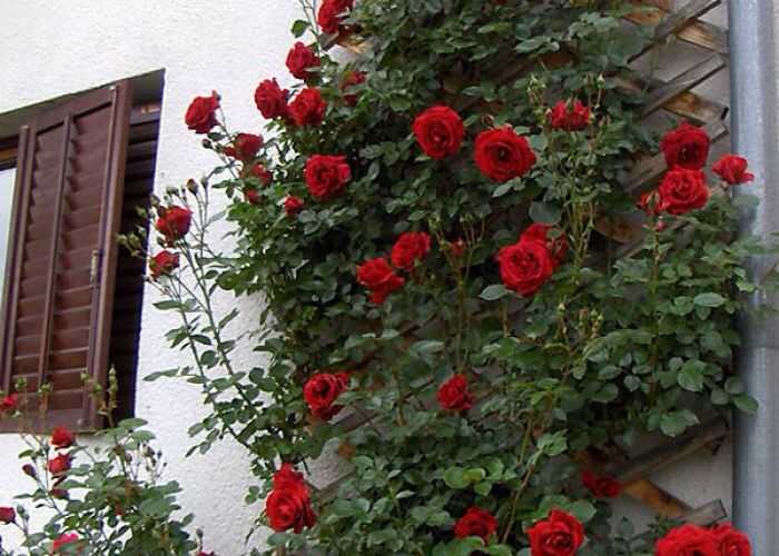 Роза плетистая дон жуан — особенности посадки, ухода и борьбы с вредителями