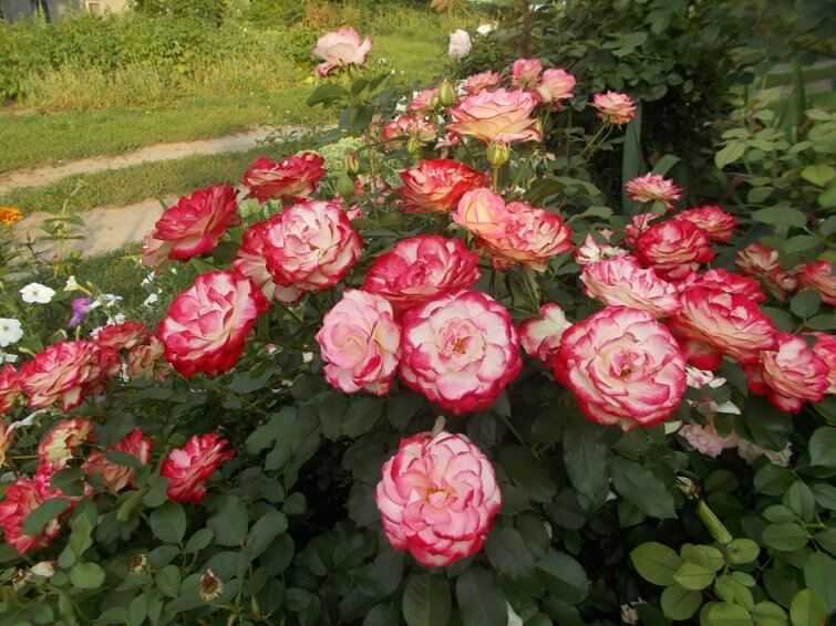 Роза флорибунд: сорта, выращивание, посадка и уход