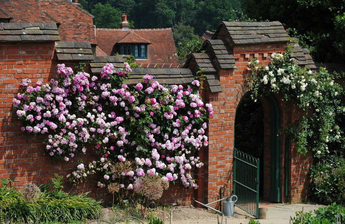 Розы на даче в ландшафтном дизайне, красивое оформление сада, правильная посадка, выращивание и уход за английскими, вьющимися, штамбовыми, парковыми и миниатюрными розами