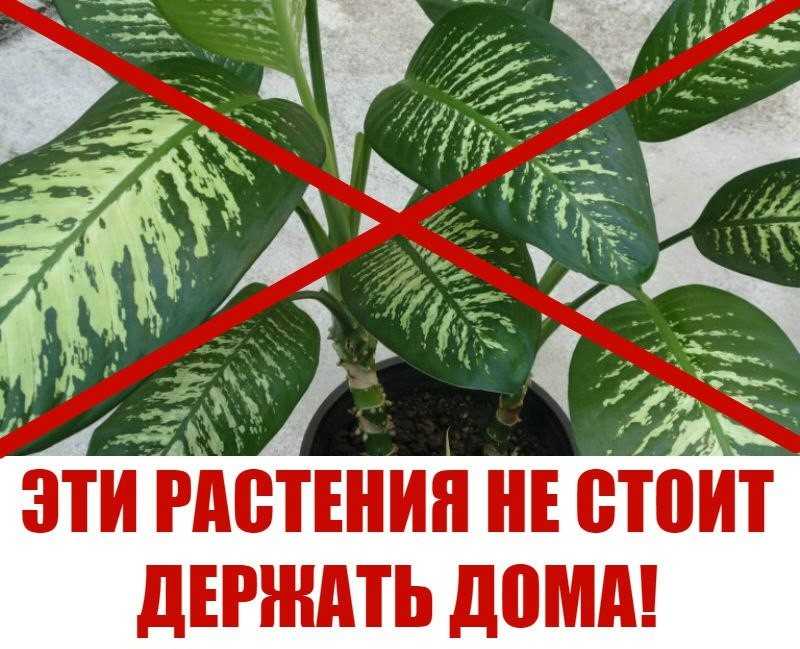 Самые ядовитые растения россии – список растений, фото и описание