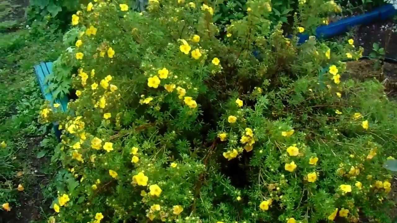 Лапчатка кустарниковая: выращивание пятилистника кустарникового