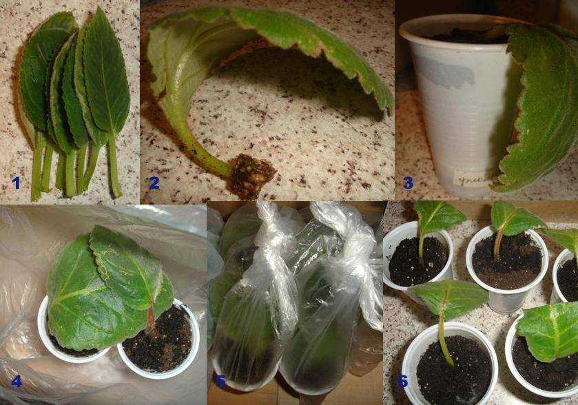 Выращивание глоксинии (синнингии) в домашних условиях: из семян, из листа, технология, подготовка субстрата, сроки и правила посадки, особенности ухода