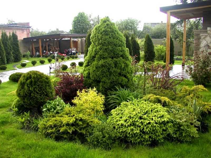 Каталог хвойных растений для украшения вашего сада: описание декоративных представителей, ландшафтные хитрости (75+ фото & видео) +отзывы