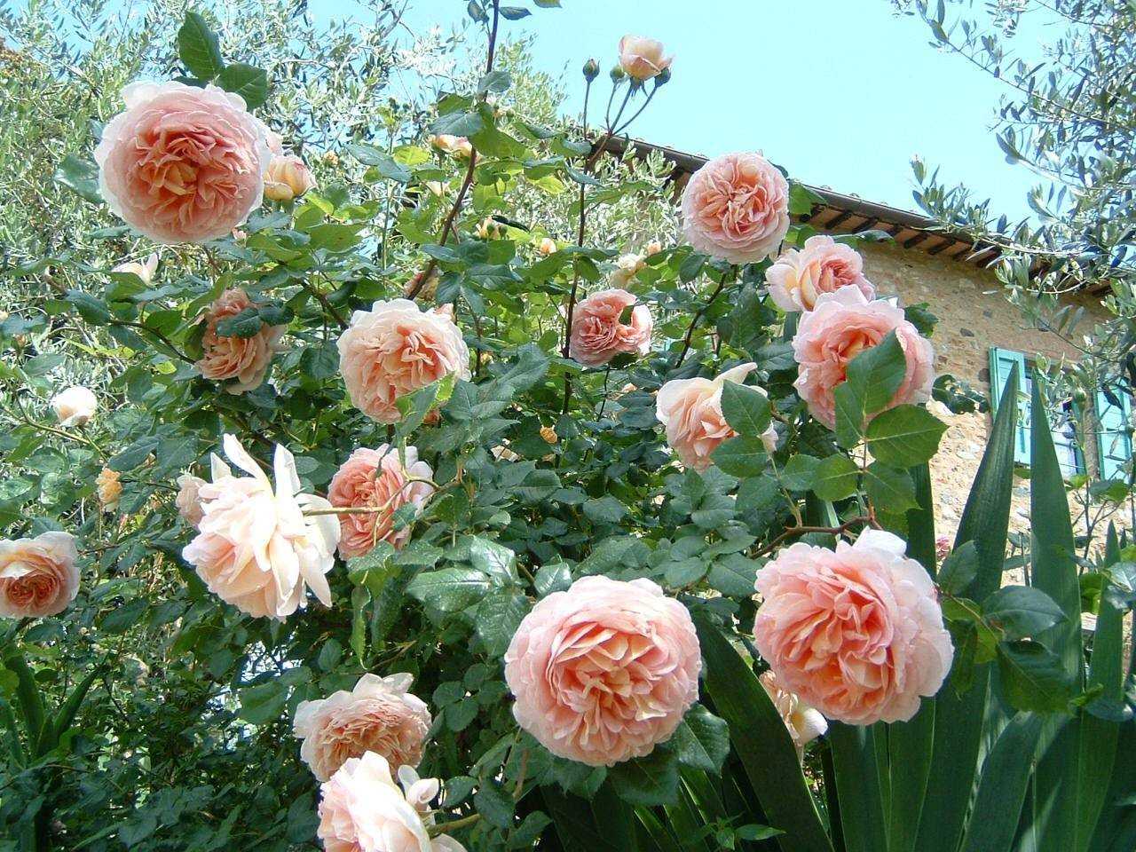 Роза абрахам дерби: описание сорта, фото, посадка и отзывы садоводовкомнатные цветы и растения, уход за ними в домашних условиях
