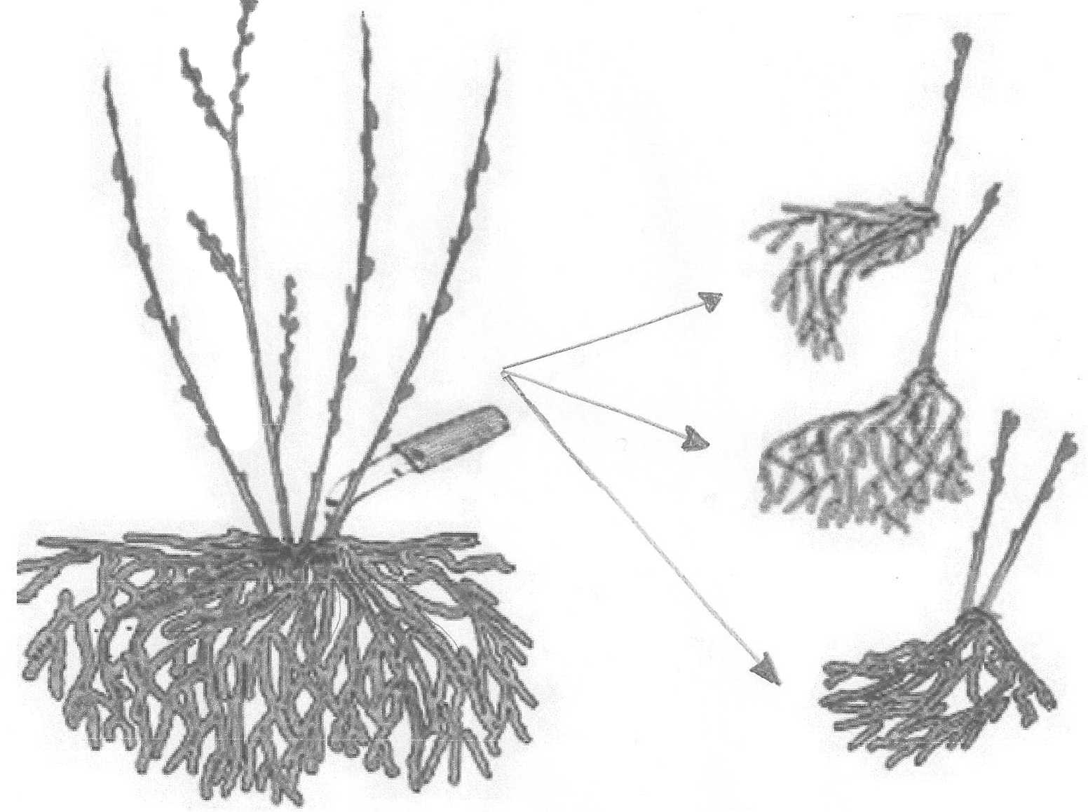 Как размножить лаванду от куста: описание всех способов [2019]