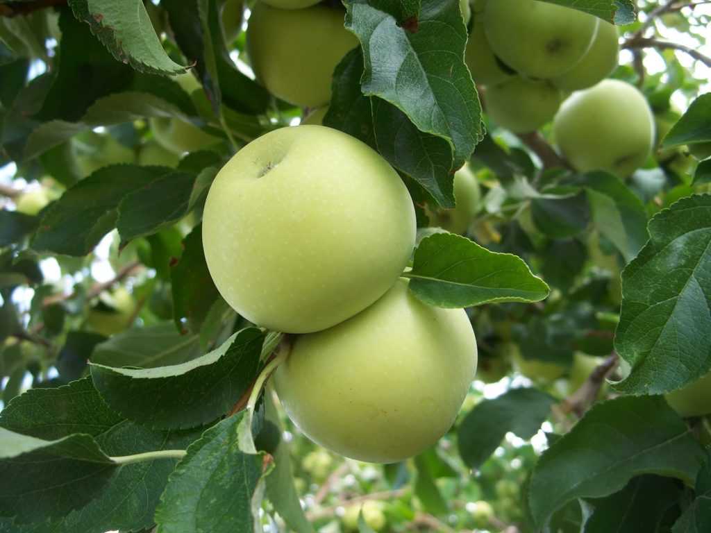 Яблоня белый налив: описание сорта и особенности посадки