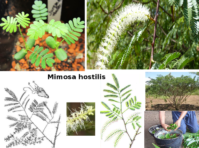 Мимоза: где растет, виды, описание с фото, выращивание и уход
