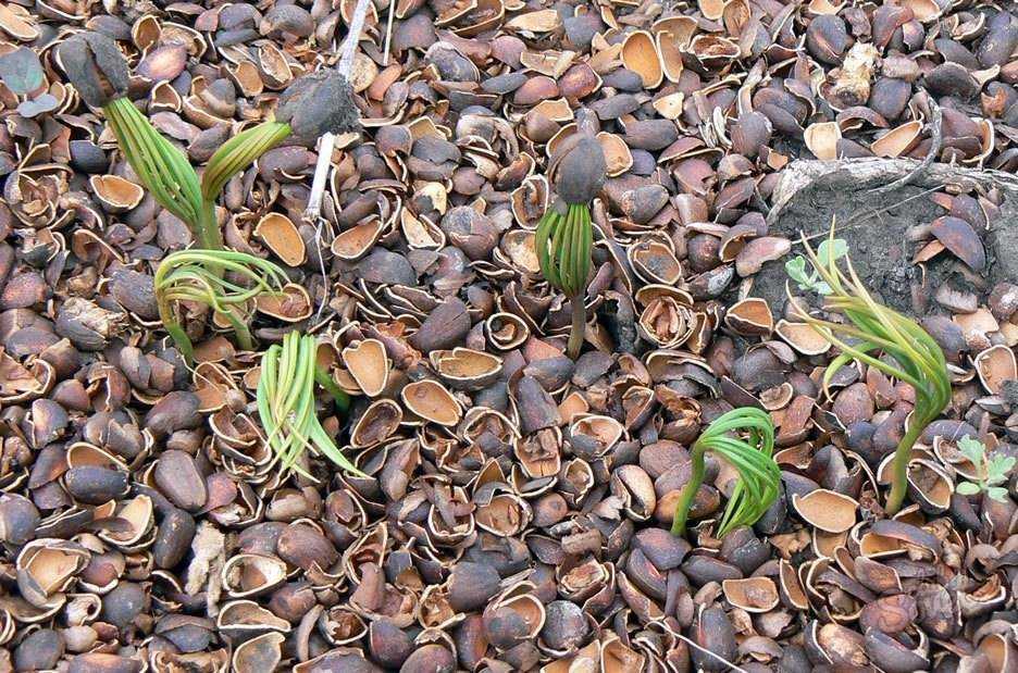 О том, как вырастить кедр из орешка дома