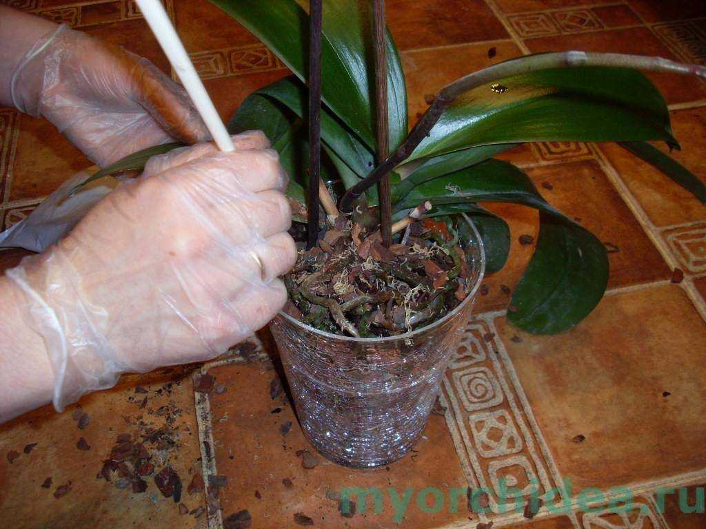 Как размножить орхидею в домашних условиях пошагово