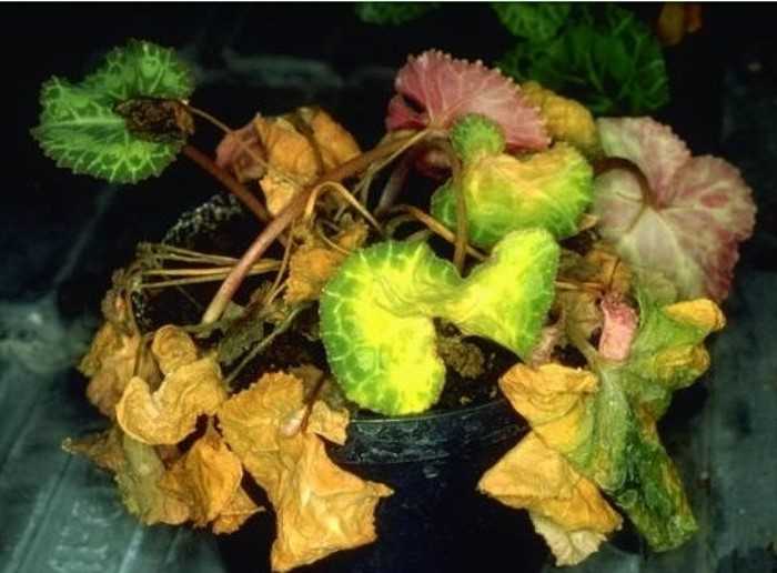 Почему желтеют листья у цикламена? как спасти растение в домашних условиях