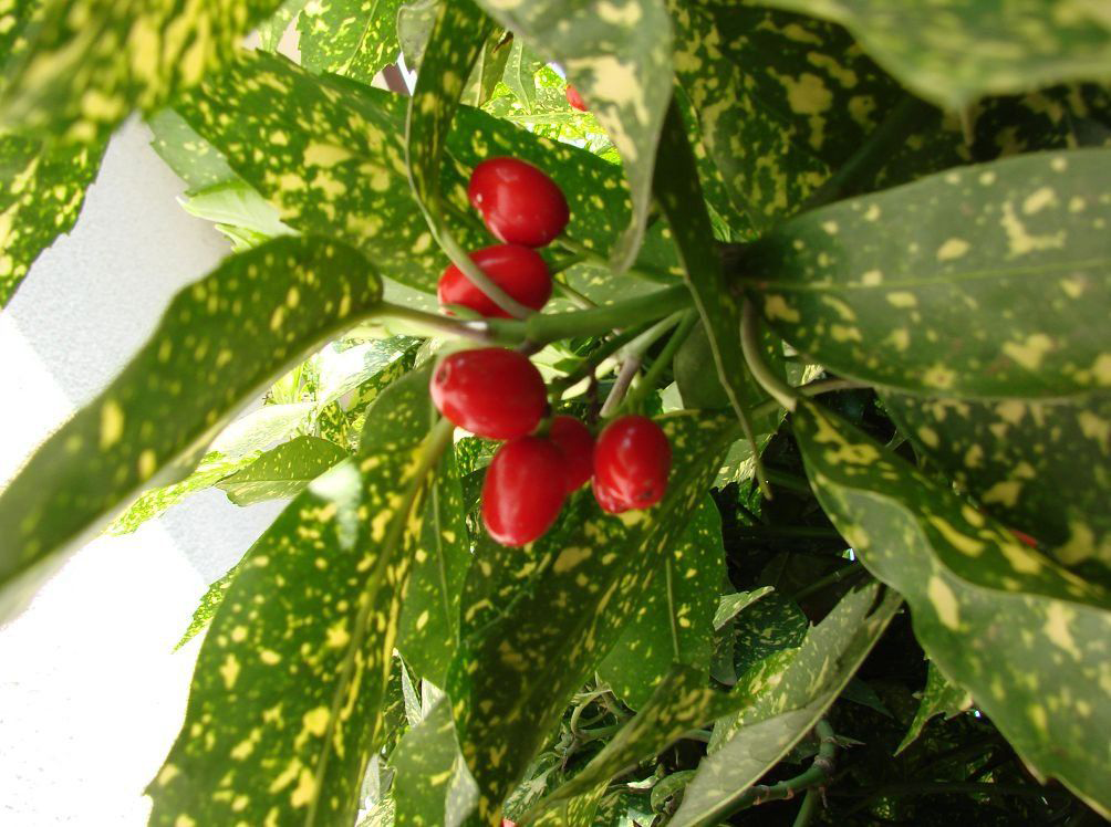 Комнатное растение аукуба японская: уход, описание с фото
