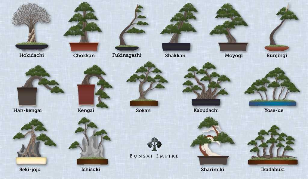 Из каких растений формируют бонсай? (25 фото)
