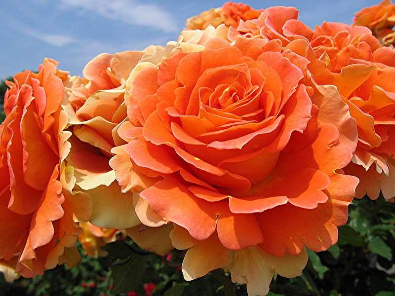 О сортах бордюрных роз: описание и характеристики, посадка, уход и выращивание