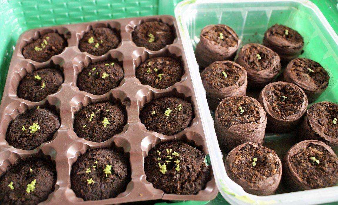 Эустома - выращивание из семян в домашних условиях, как и когда сеять (фото)