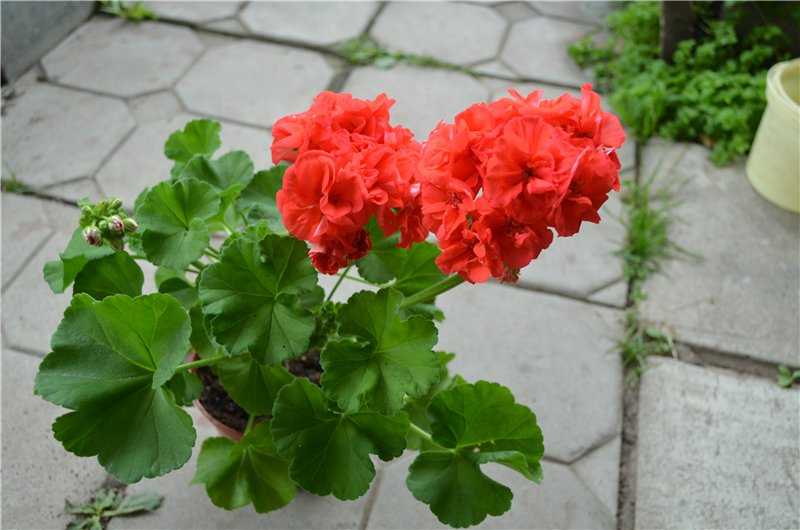 Зональная пеларгония – домашний экзотический цветок