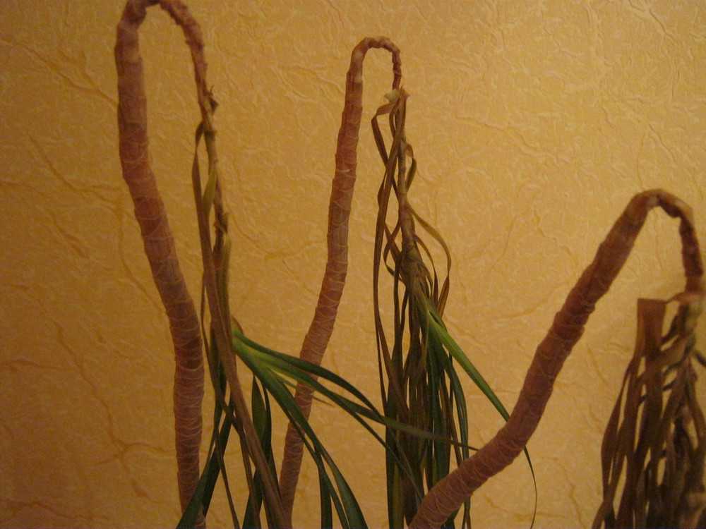 9 причин из-за которых сохнут кончики листьев у комнатных растений