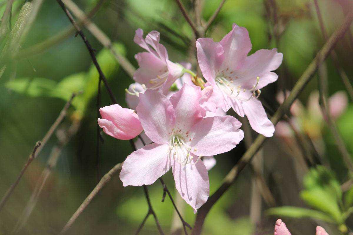 Рододендрон – буйство цветов, фото, посадка и уход, размножение черенками, кустом и выращивание из семян, сорта и виды