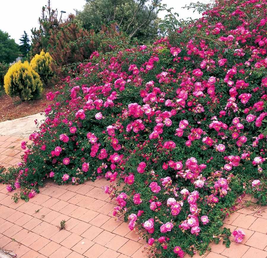 Почвопокровная роза фейри: фото, описание, условия выращивания