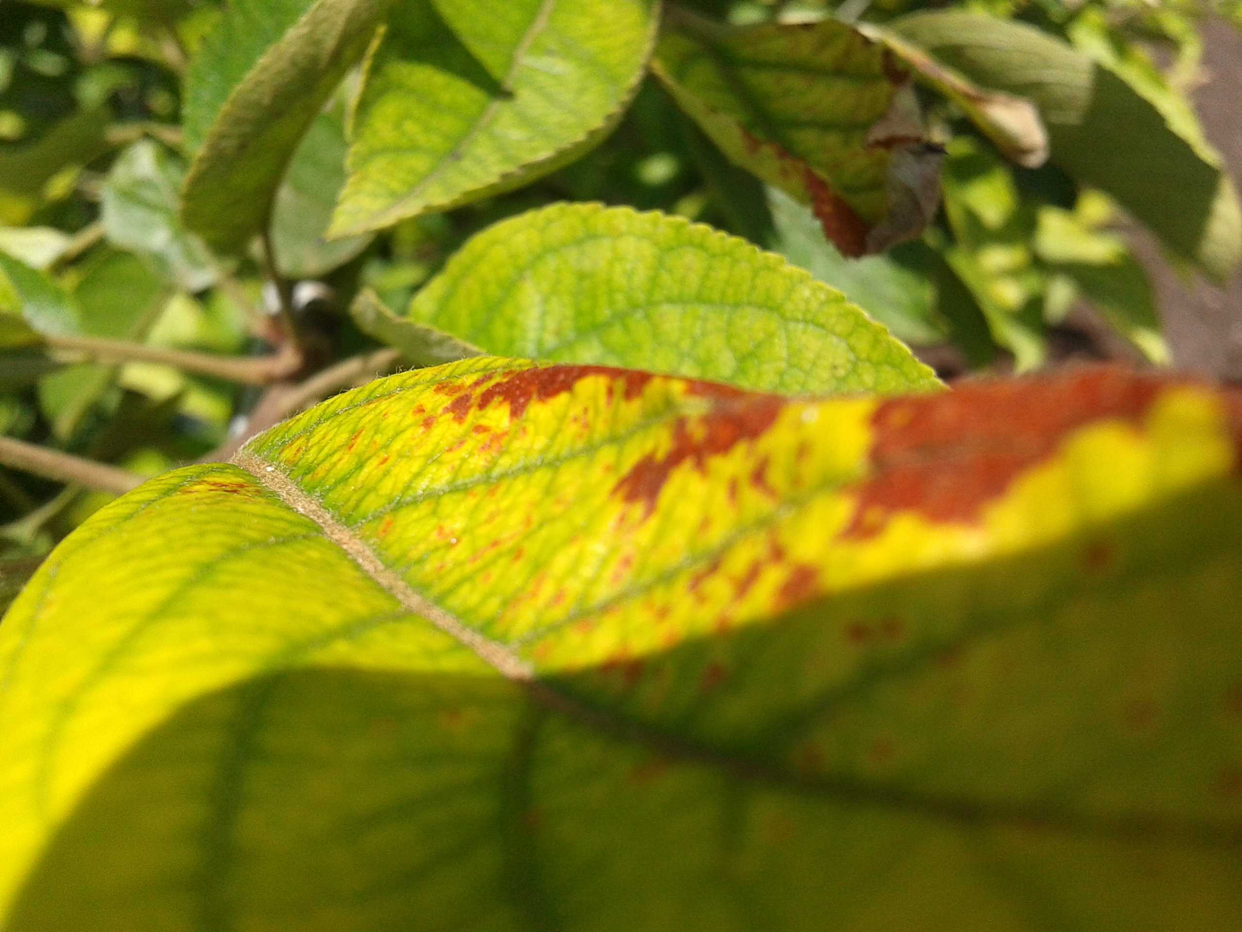 У яблони в июне желтеют листья: что делать и почему это происходит — руководство для садоводов - шумерля