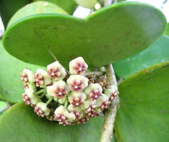 Цветок хойя керри: фото, уход в домашних условиях, как пересаживать, цветение, размножение из листа
