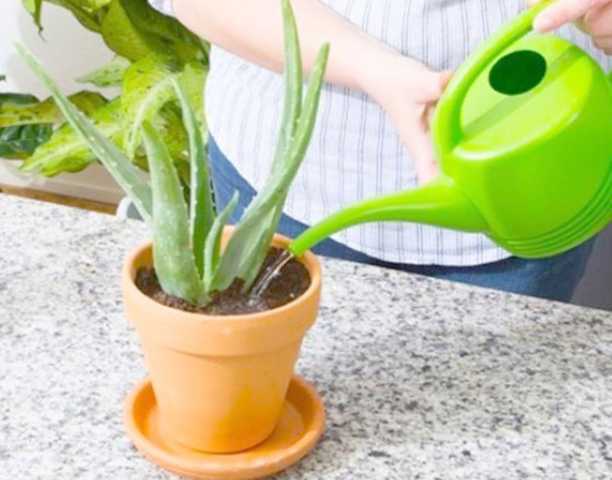 Как поливать алоэ - крепкое растение в домашних условиях
