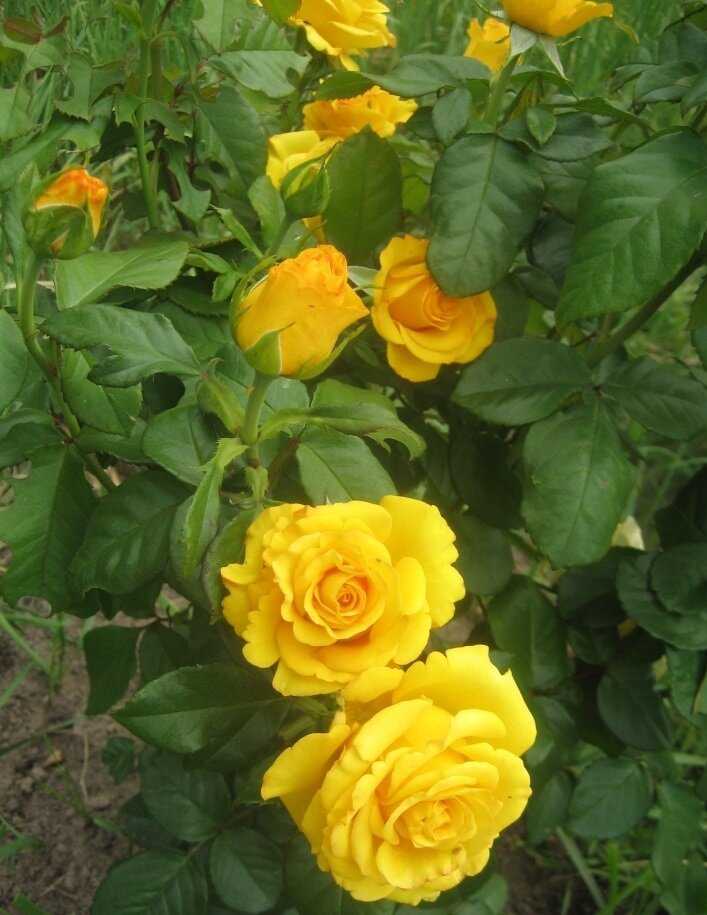 Роза Керио Kerio — что это за сорт, история создания чайно-гибридного желтого цветка краткое описание и характеристика Выращивание цветка, как правильно выбрать время и место для растения Как ухаживать за цветком чтобы он зацвел
