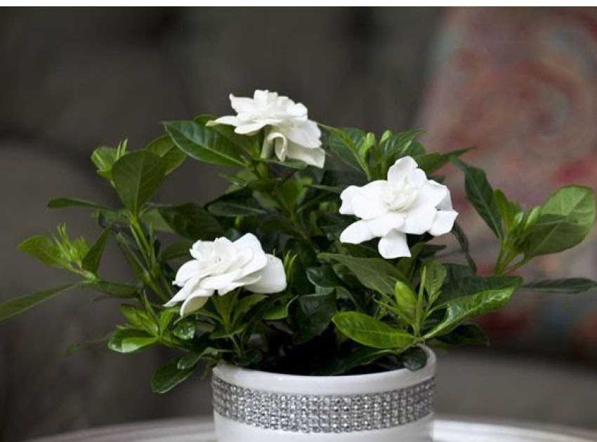 Гардения gardenia - описание и уход в домашних условиях