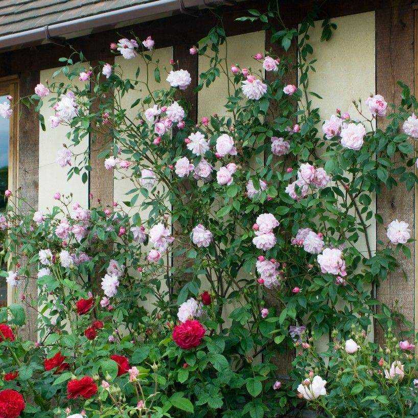 Плетистая роза «индиголетта» (23 фото): описание сорта, особенности посадки и ухода, отзывы