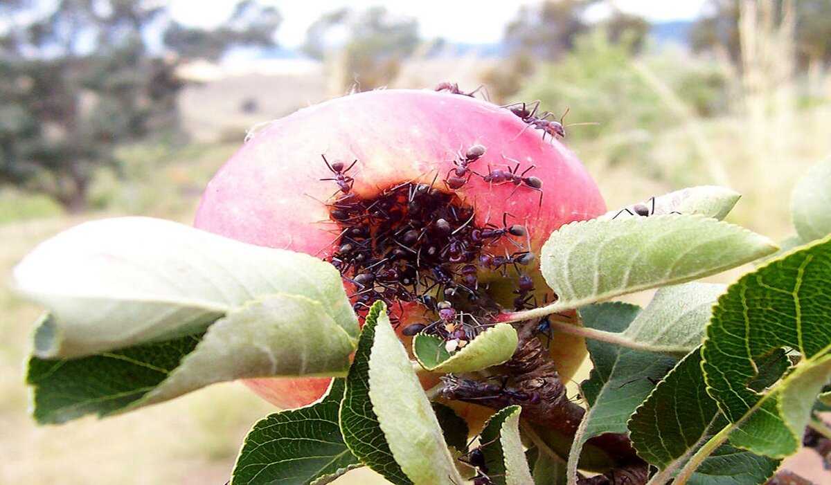 Муравьи на яблоне – как устранить угрозу для сада? чем грозит нападение муравьев на яблоню, бывают ли яблоне полезны муравьи? - автор екатерина данилова - журнал женское мнение