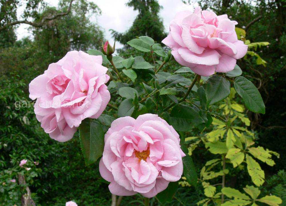 Роза без шипов — что это значит, описание, преимущества и недостатки таких цветов, характеристика Виды бесшипных роз, как используются в дизайне ландшафта Наиболее популярные сорта кустарника для выращивания в саду с описаниями