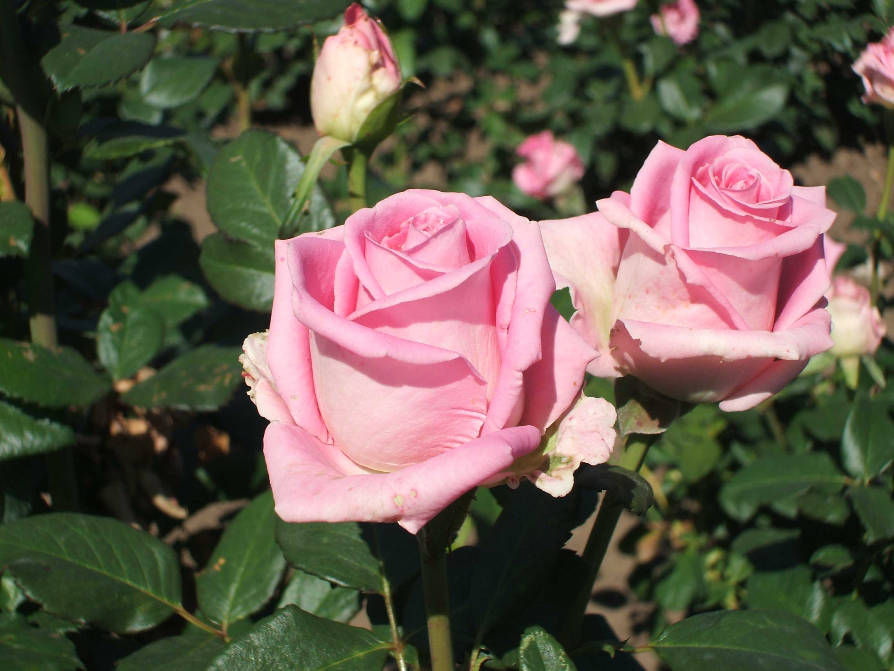 Роза аква — описание, особенности выращивания, правила ухода