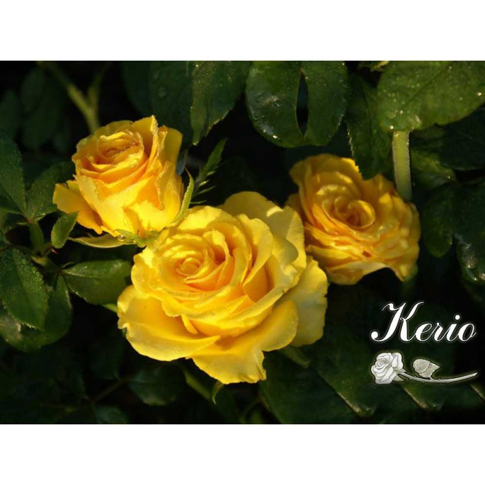 Kerio — солнечная чайно-гибридная голландская роза