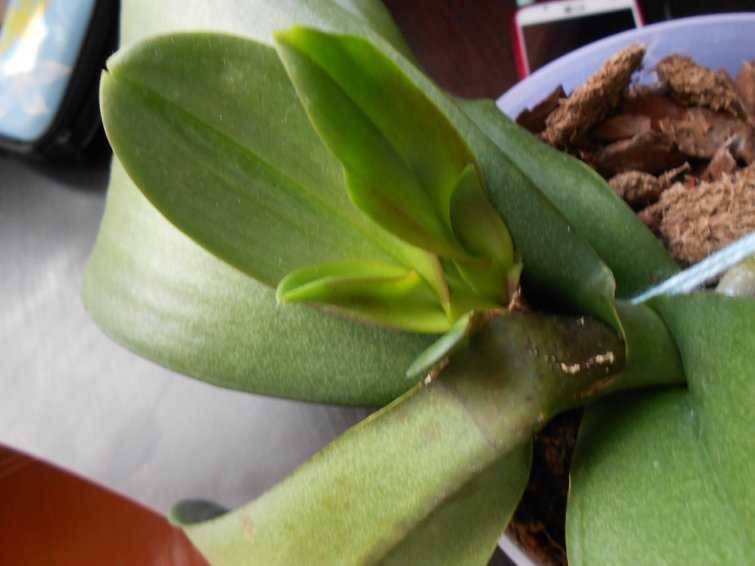 В орхидее завелись мошки: что делать, как от них избавиться в домашних условиях
